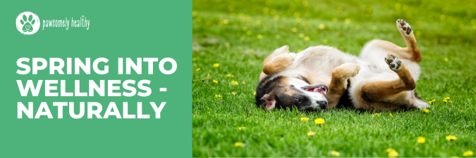 OMEGA 3 FISH OIL FOR DOGS HELPS WITH ALLERGY